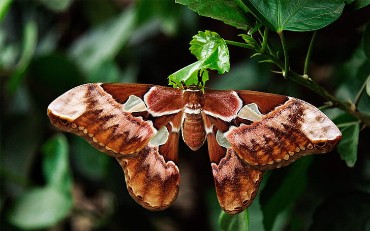close-up photography of brown and green butterfly perching on green leaf plant during daytime