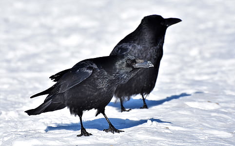 two black crows standing of white snow field during daytime