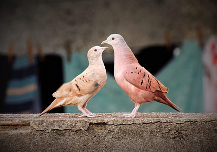 two brown birds facing each other