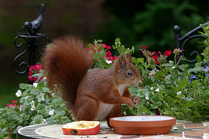 selective focus photography of red squirrel on brown table