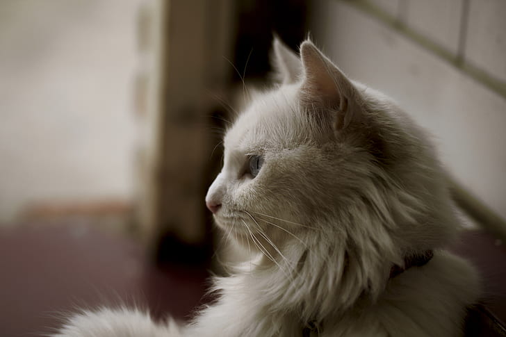 White Long Coat Cat