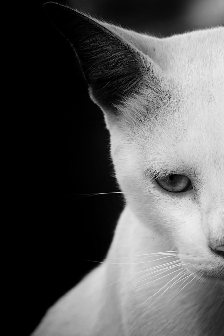 half face grayscale photo of a cat