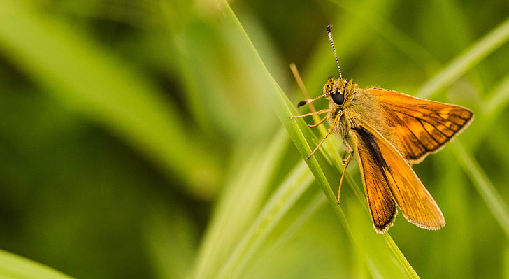 closed photo of brown moth butterfly on green leaf grass