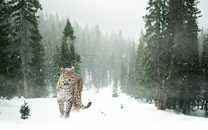 brown and black leopard in snow covered forest
