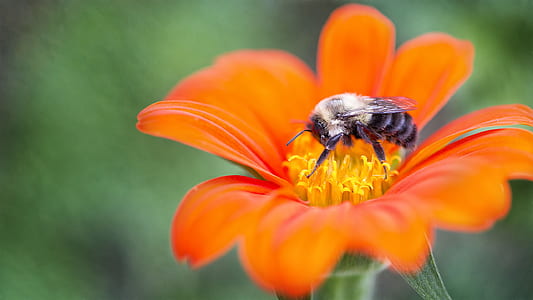 bumble bee on orange flower
