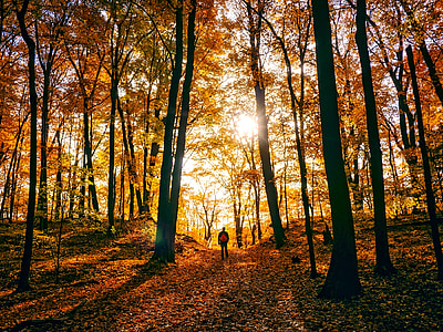 man walking near trees at fall season during daytime