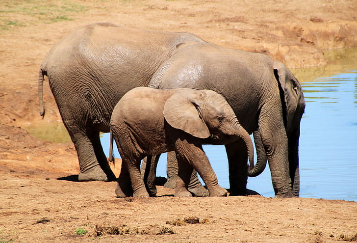 three elephants standing near body of water