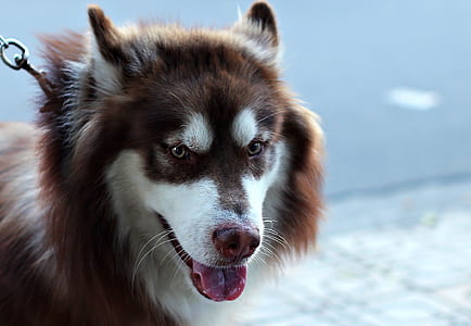 photo of adult brown and white Siberian husky