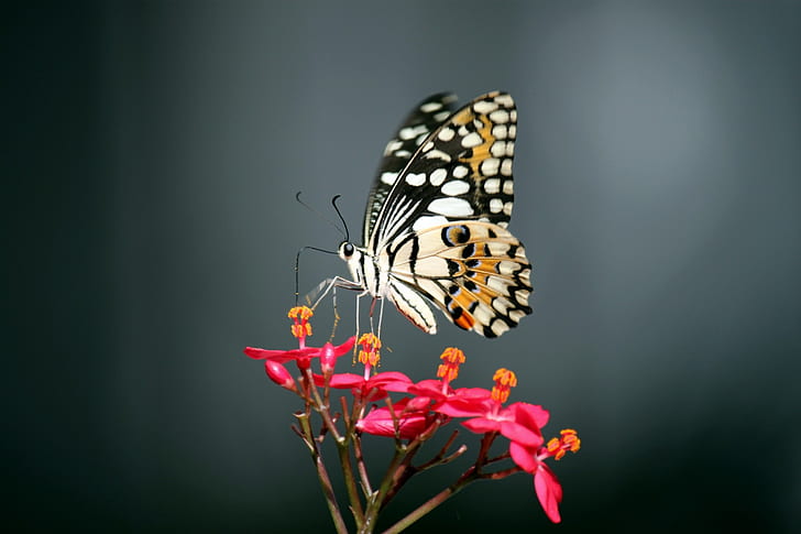 black and white butterfly perched on red petaled flower