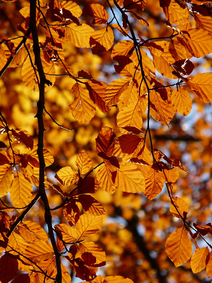 withered leaves on tree