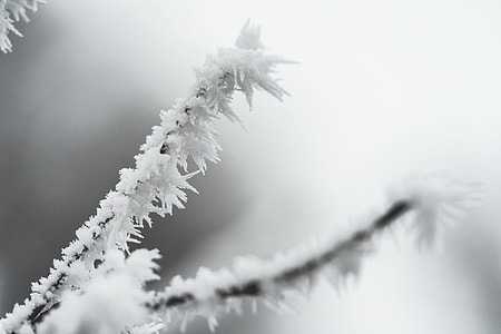 Ice Hoarfrost on a Branch