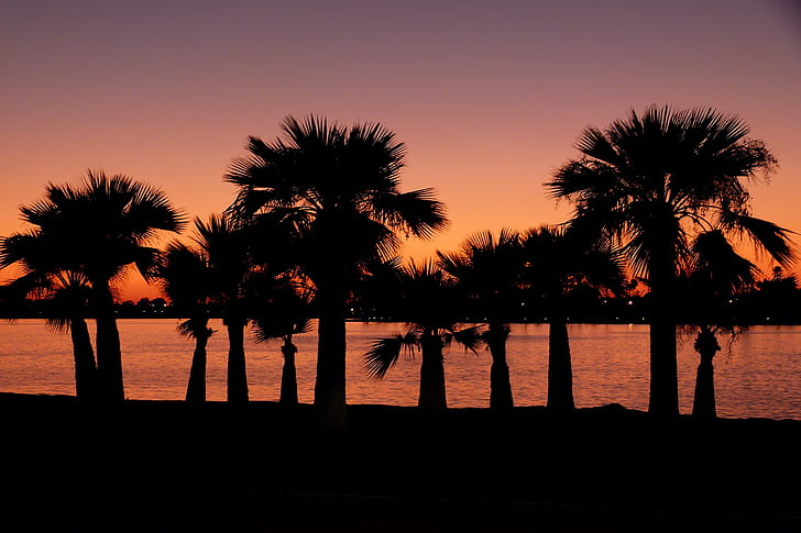 silhouette of palm trees near body of water during golden hour