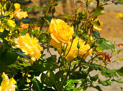 close-up photo of yellow petaled flowers