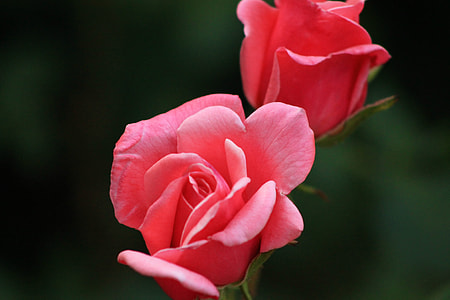 pink rose flower in close up photography