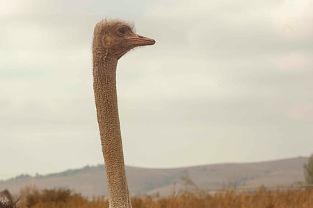photo of ostrich's head facing left side with mountain in the background