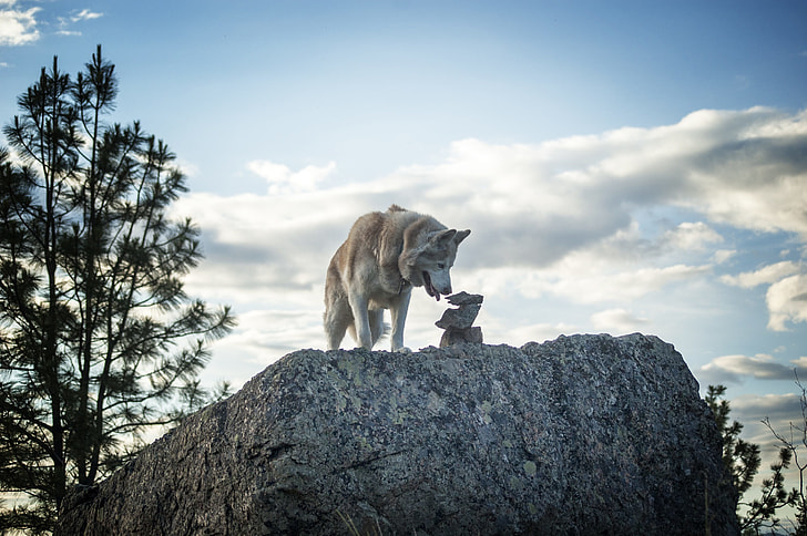 wolf on cliff