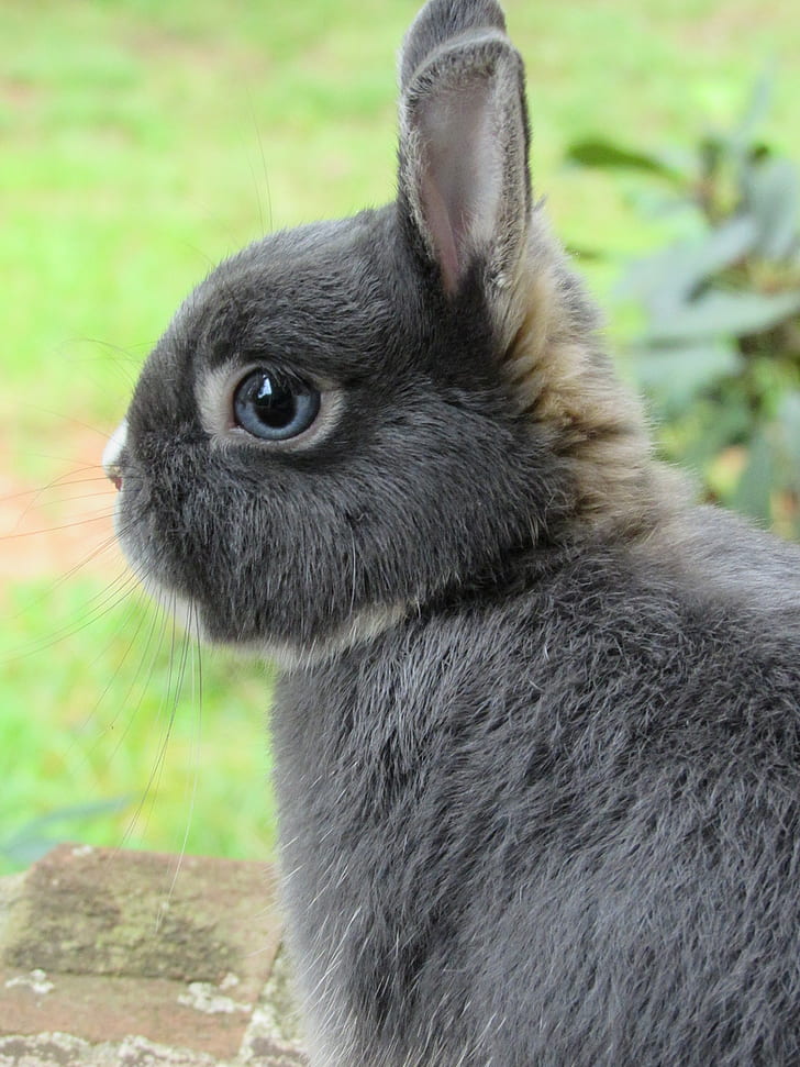 photo of gray rabbit