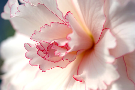 white and pink carnation flower in close up photography