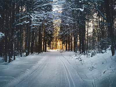 snow coated road surrounded with trees