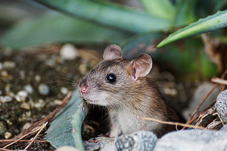 shallow focus photography of gray rodent