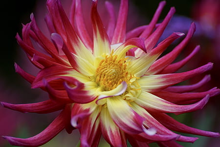 close up photography of yellow and pink petaled flower