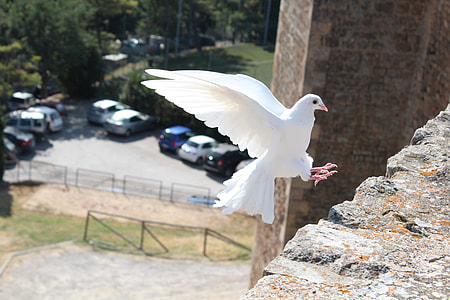 white pigeon during daytime
