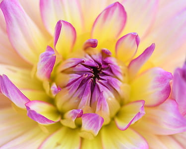 close-up photo of yellow and pink petaled flower