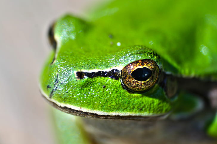 Green frog eyes
