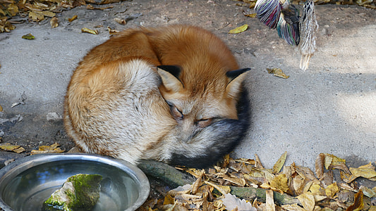 brown fox lying down on concrete surface