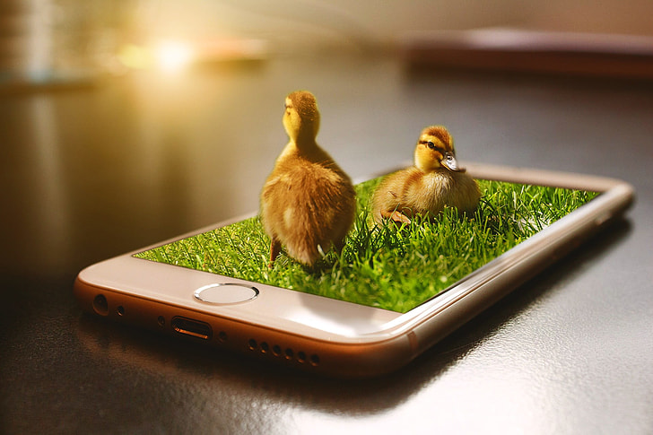 photo of brown ducklings on top of gold iPhone 6