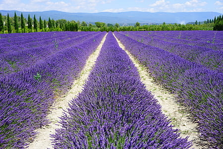 lavender plantation