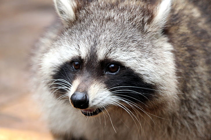 close-up photography of gray raccoon