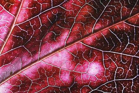 Macro shot of leaf texture