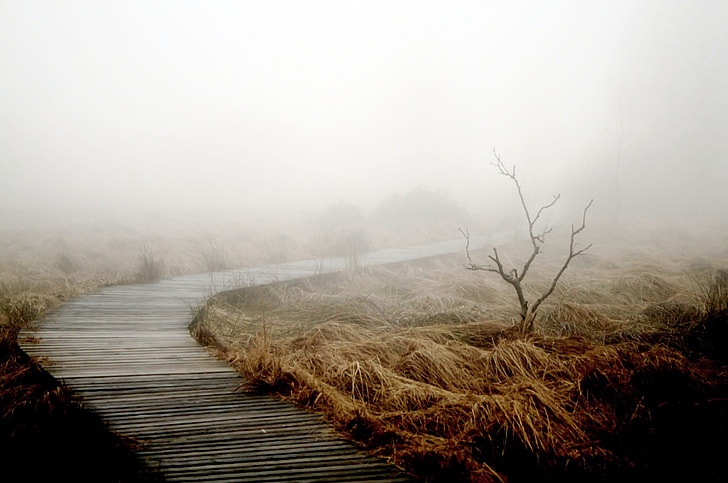 dock beside dried grass with fog