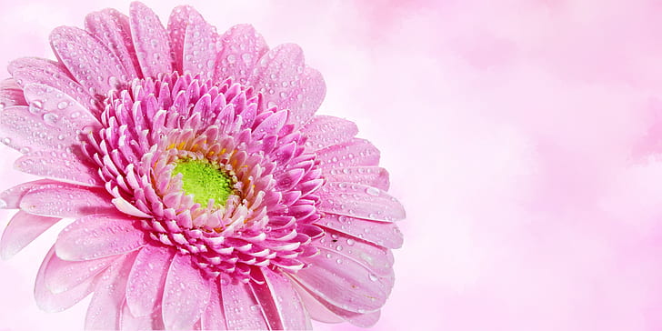 selective focus of pink Gerbera daisy flower with dew