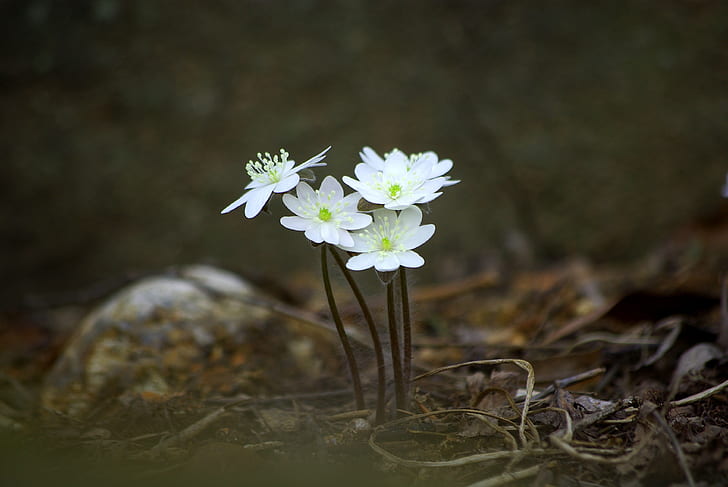 selective focus photography of five white petaled flowers