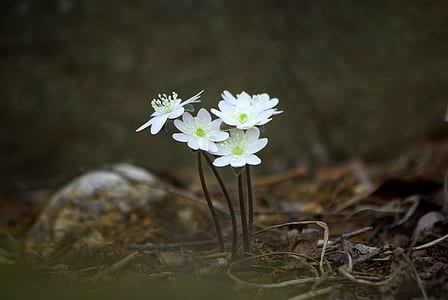 selective focus photography of five white petaled flowers