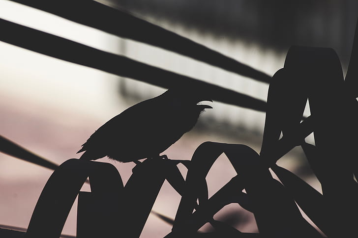 silhouette photography of bird on linear leaf plant