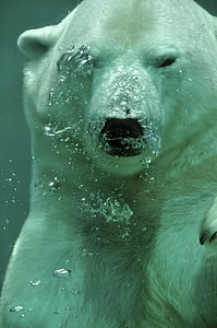 polar bear underwater with bubbles
