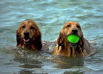 two adult medium-coated tan dogs swimming on body of water during daytime
