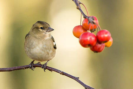 brown bird with red fruits