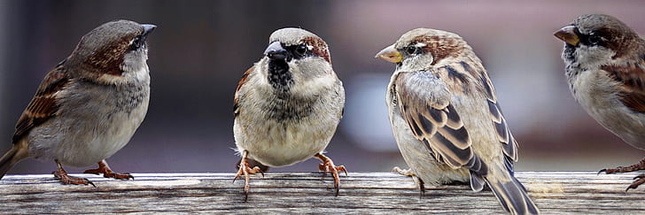 flock of Eurasian tree sparrows