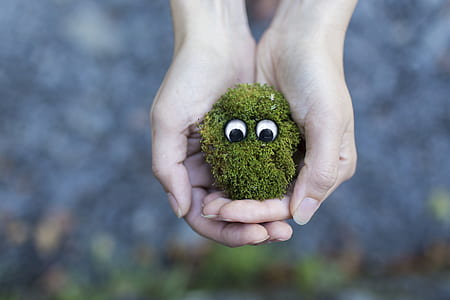 person holding bush with two eyes