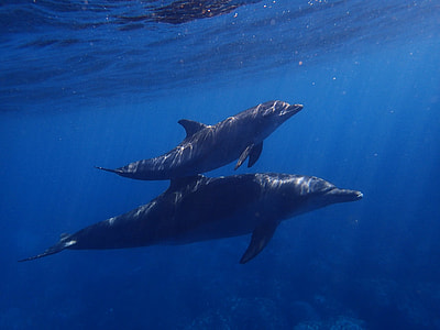 two gray dolphin in body of water