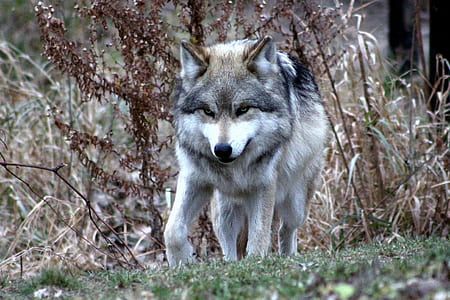 wildlife photography of gray and white wolf