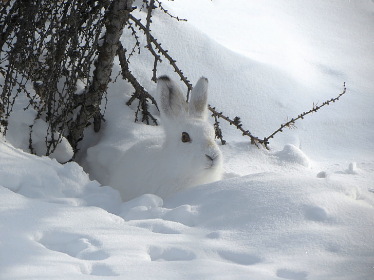 white Snowshoe hare beside snowfield