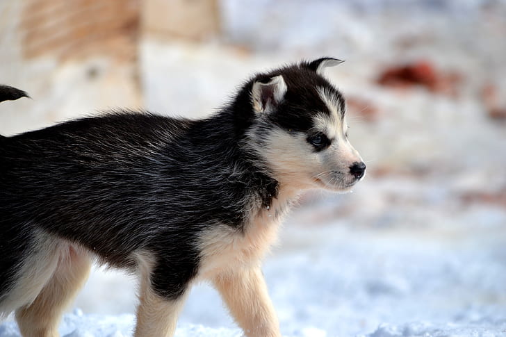 black and whtie Siberian husky on snow field