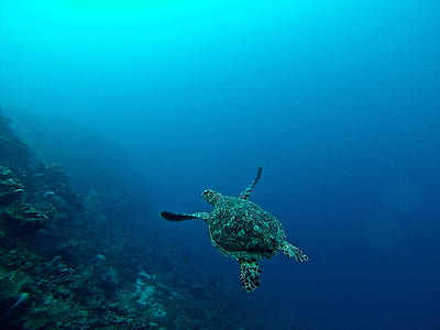 underwater photography of brown sea turtle