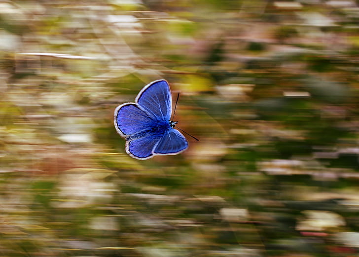 selective focus photography morpho butterfly flying