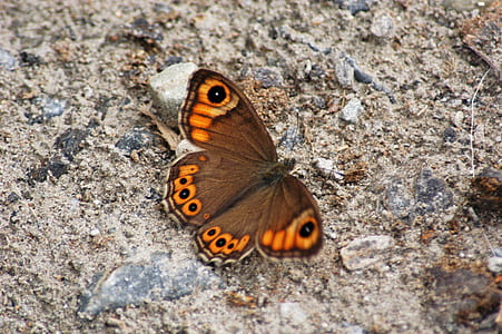 Brown and Orange Butterfly